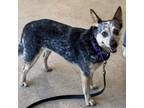 Adopt Roxanne a Australian Cattle Dog / Blue Heeler