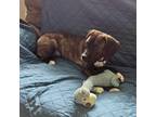 Adopt Dixie a Beagle, Boxer