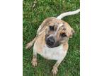 Adopt Magnolia a Australian Cattle Dog / Blue Heeler, Pit Bull Terrier