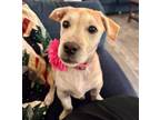 Adopt Alice a Labrador Retriever / Terrier (Unknown Type