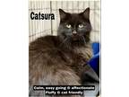 Adopt Catsura DLH, Willow Grove, Pa FCID# 06/23/2023-402 a All Black Domestic