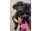 Adopt Saturn a Labrador Retriever, Mixed Breed