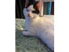 Adopt Dolchey a Domestic Short Hair