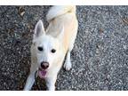 Adopt *MARLEY a White Husky / Mixed dog in Santa Rosa, CA (36183527)