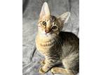 Adopt Hopper a Brown Tabby Domestic Shorthair (short coat) cat in Huntsville