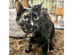 Adopt Tilly a Domestic Short Hair