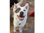 Adopt Clyde a White American Pit Bull Terrier / Australian Cattle Dog / Mixed