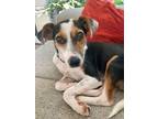 Adopt Verna a Beagle, Jack Russell Terrier