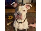 Adopt Pollock a White - with Tan, Yellow or Fawn American Pit Bull Terrier /