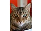 Adopt Sparkles a Brown or Chocolate American Shorthair / Domestic Shorthair /