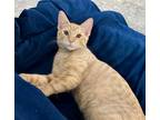 Adopt Kai #loving-and-affectionate a Orange or Red Tabby Domestic Shorthair /