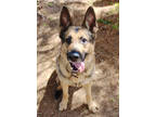 Adopt Taz K7 7-10-23 a Black German Shepherd Dog / Mixed dog in San Angelo