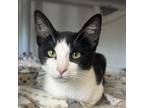 Adopt Tallya a Domestic Short Hair