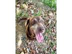 Adopt ESMERALDA~in NY & ready for a meet and greet a Chocolate Labrador