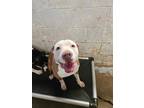 Adopt Melly a Pit Bull Terrier