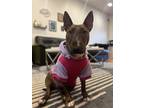 Adopt Godiva aka Pepper a Bull Terrier