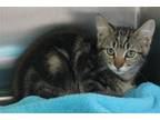 Adopt Foster - 37586 a Brown Tabby Domestic Shorthair / Mixed (short coat) cat