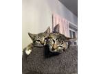 Adopt Croissant and Baguette a Abyssinian, Tabby