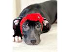 Adopt Emily a Black Labrador Retriever / Mixed dog in Picayune, MS (38479820)