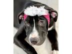Adopt Emma a Black Labrador Retriever / Mixed dog in Picayune, MS (38479824)