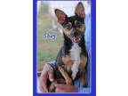 Adopt Shay in TX a Black - with Brown, Red, Golden, Orange or Chestnut Rat