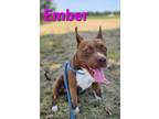 Adopt Ember a Red/Golden/Orange/Chestnut Mixed Breed (Medium) / Mixed dog in