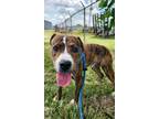 Adopt Malone a Tan/Yellow/Fawn Mountain Cur / Mixed dog in Greenville
