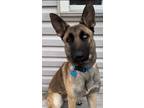 Adopt Chromie a Belgian Shepherd / Malinois