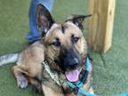 Adopt Astro a Black German Shepherd Dog / Mixed dog in Fishers, IN (35549584)