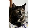 Adopt Dixie a Domestic Short Hair