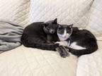 Adopt Leo and Percy (brothers) a Gray or Blue (Mostly) Domestic Shorthair /