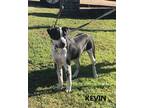 Adopt Kevin a Black - with White Border Collie / Labrador Retriever / Mixed dog