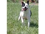Adopt Oreo a White American Pit Bull Terrier / Mixed dog in Taylorsville