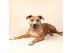 Adopt CLEMENTINE a Rhodesian Ridgeback