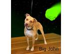 Adopt Big John a Tan/Yellow/Fawn Labrador Retriever / Mixed dog in Pickens