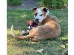 Adopt Shy a White Terrier (Unknown Type, Small) / Mixed dog in Terre Haute