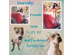 Adopt Dorothy a American Staffordshire Terrier