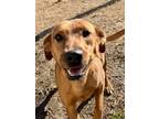 Adopt Ashley a Brown/Chocolate Hound (Unknown Type) / Mixed dog in Bartlesville