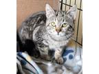 Adopt Allie a Domestic Short Hair