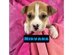 Adopt Nirvana a Pit Bull Terrier, Boxer