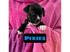 Adopt Pixies a Pit Bull Terrier, Boxer