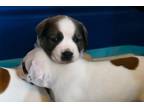 Adopt Gemma a American Staffordshire Terrier