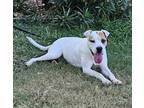Adopt NANCY a White Boxer / Mixed dog in Houston, TX (38603981)