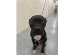 Adopt Pickle a Black American Pit Bull Terrier / Mixed dog in Baton Rouge