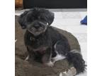 Adopt Muppet a Lhasa Apso dog in Half Moon Bay, CA (38536405)