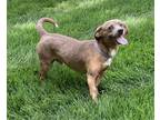 Adopt Joe a Dachshund / Mixed dog in Omaha, NE (38535424)