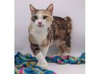 Adopt Adrianne a Domestic Shorthair / Mixed cat in Muskegon, MI (38397453)
