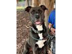 Adopt Toby a American Pit Bull Terrier dog in Roanoke, VA (38354031)