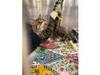 Adopt Cat Sajak (A24) a Domestic Shorthair cat in Roanoke, VA (38413757)
