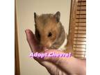 Adopt Chevre a Hamster